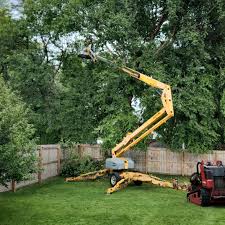 How Our Tree Care Process Works  in  Spanish Springs, NV